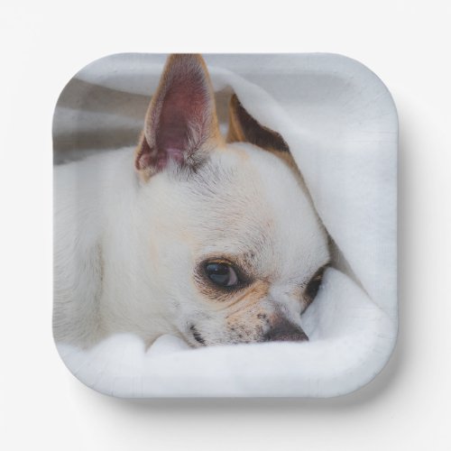 Your pet dog puppy custom photo chihuahua paper plates