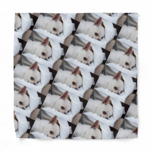 Your pet dog puppy custom photo chihuahua pattern bandana