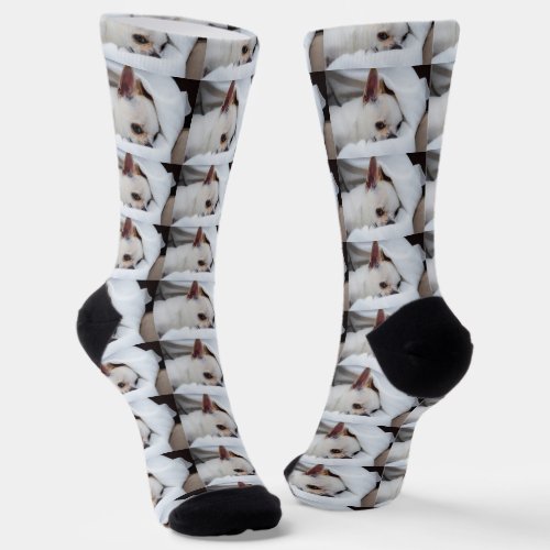 Your pet dog puppy custom photo chihuahua pattern socks