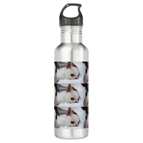 Your pet dog puppy custom photo chihuahua pattern stainless steel water bottle