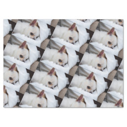Your pet dog puppy custom photo chihuahua pattern tissue paper