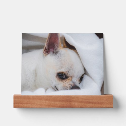 Your pet dog puppy custom photo chihuahua picture ledge