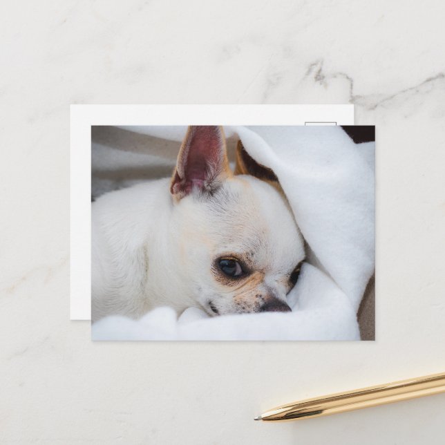 Your pet dog puppy custom photo chihuahua postcard (Front/Back In Situ)