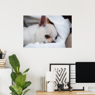 Your pet dog puppy custom photo chihuahua poster