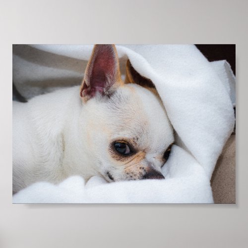 Your pet dog puppy custom photo chihuahua poster