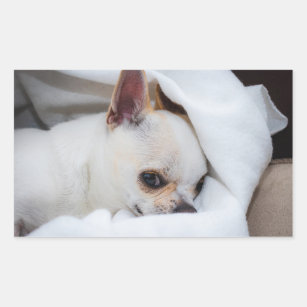 Your pet dog puppy custom photo chihuahua rectangular sticker