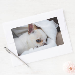Your pet dog puppy custom photo chihuahua rectangular sticker