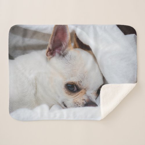 Your pet dog puppy custom photo chihuahua sherpa blanket
