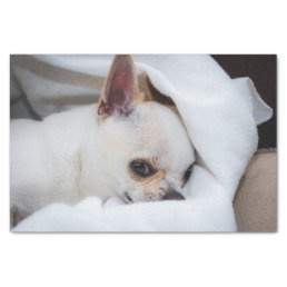 Your pet dog puppy custom photo chihuahua tissue paper