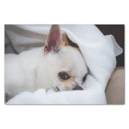Your pet dog puppy custom photo chihuahua tissue paper