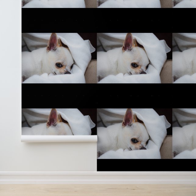 Your pet dog puppy custom photo chihuahua wallpaper  (Application)
