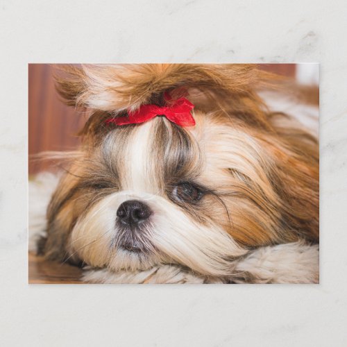 Your pet dog puppy custom photo postcard