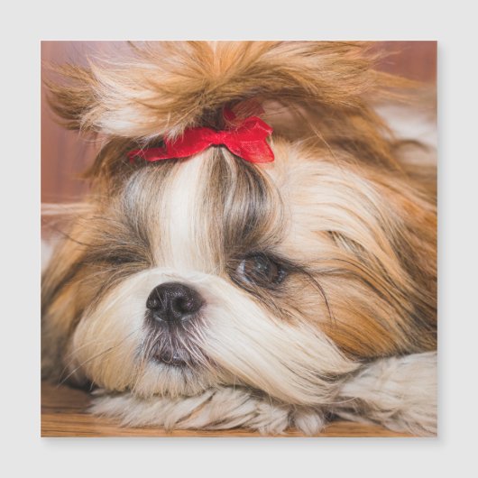 Your pet dog puppy photo gift magnetic card (Front)