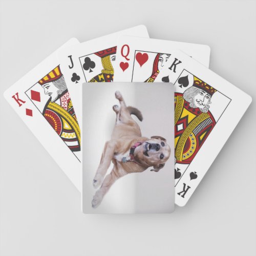 Your pet photo on playing cards