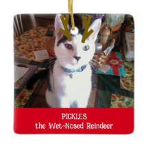 Your Pet the Wet Nosed Reindeer Pet Photo