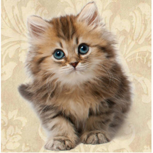 YOUR PHOTO Sculpture Template Pet Kitten Cat Gift