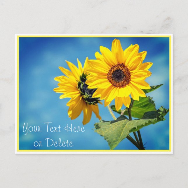 Your Text/Color Yellow Sunflowers & Blue Skies Postcard (Front)