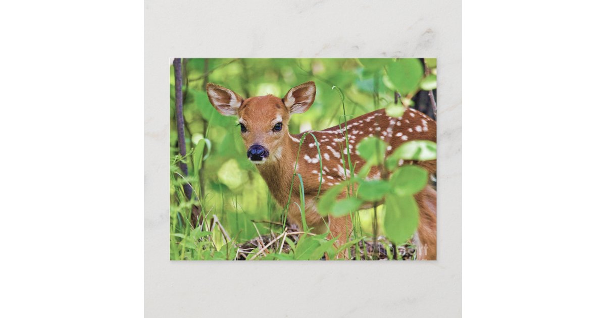 You're a Deer Postcard | Zazzle