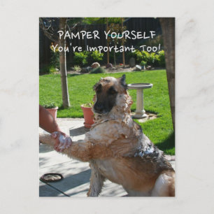 You're Important Too German Shepherd Postcard