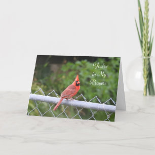 You're in My Prayers Cardinal Photography Card