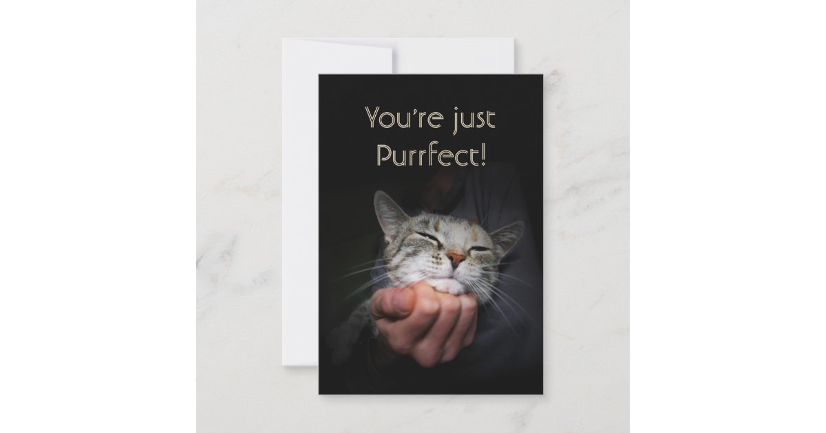 You're just Purrfect Card Zazzle