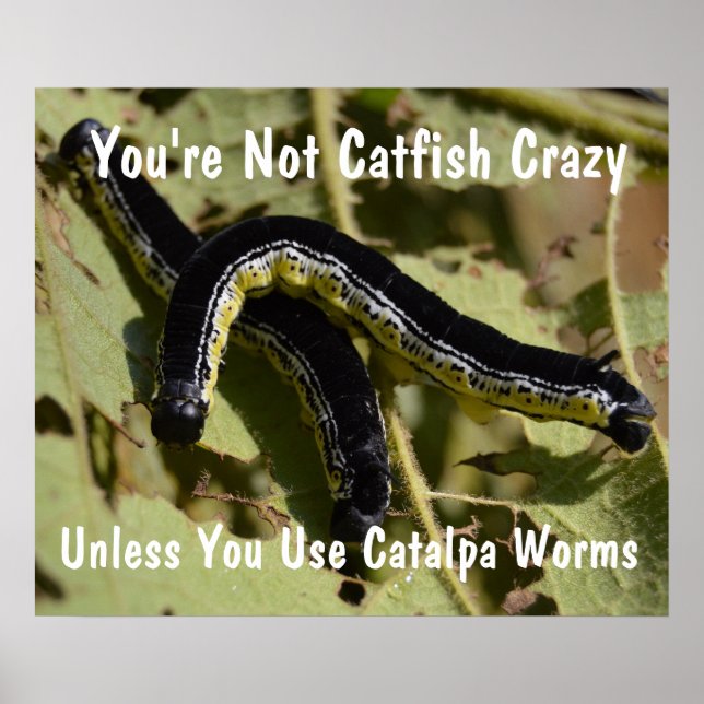 You're Not Catfish Crazy Catalpa Worms Poster (Front)