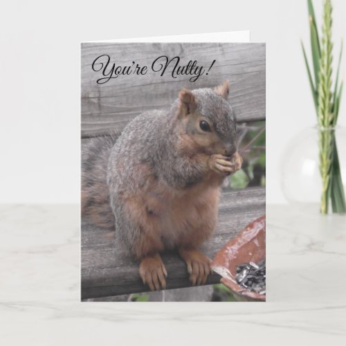 Youre Nutty and I Like It  Funny Squirrel Pic Card