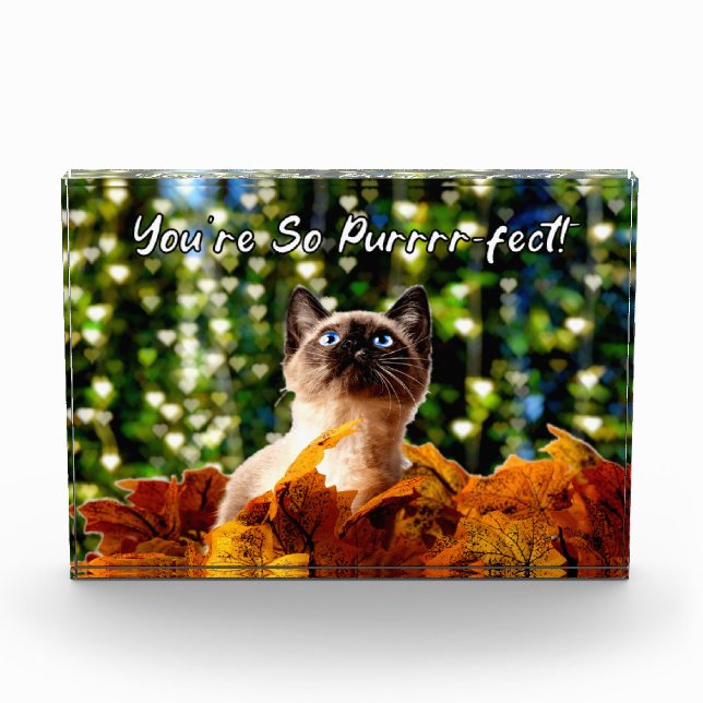 You're So Perfect | Kitten Photo | Acrylic Block (Front)