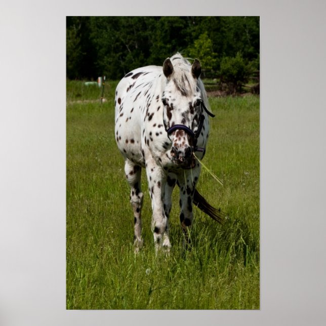 You've Been Spotted Poster (Front)