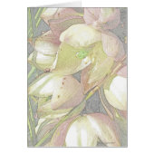 Yucca Blooms in Colored Pencil (Front)