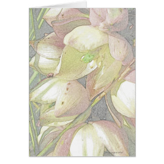 Yucca Blooms in Colored Pencil Cards