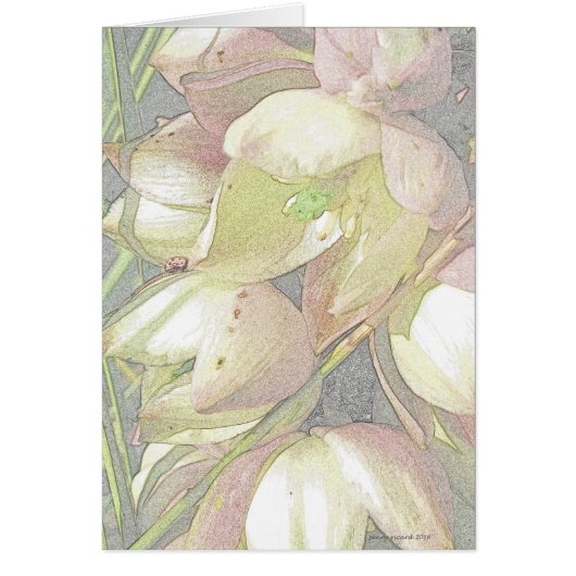 Yucca Blooms in Colored Pencil Cards (Front)