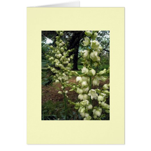 Yucca Cards (Front)