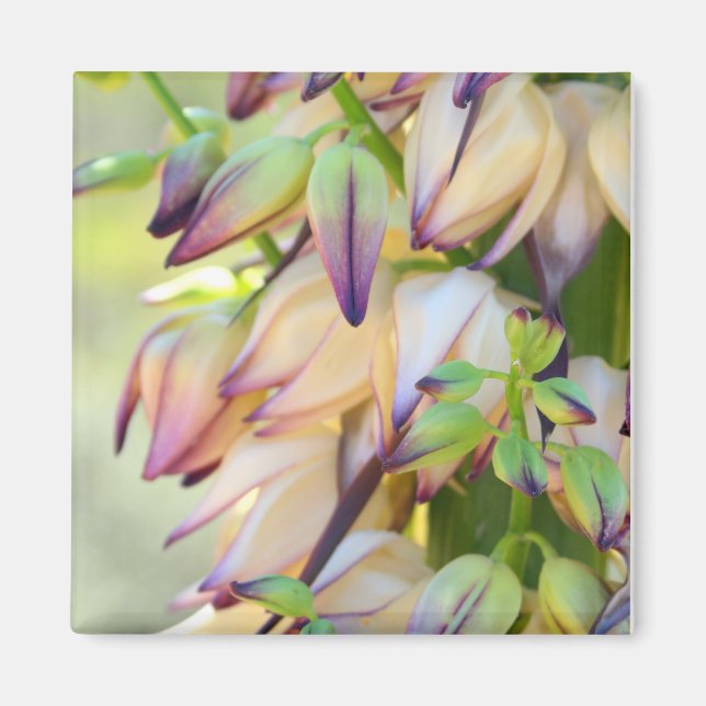 yucca flowers magnet (Front)