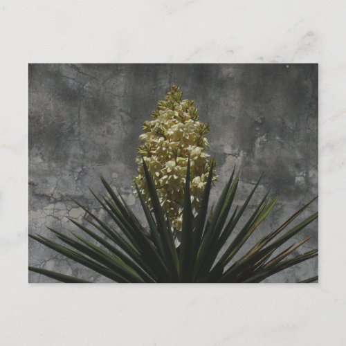 Yucca in Bloom Postcard