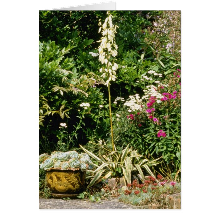 Yucca In Flower, Also Phlox, Accilia The Pear Cards