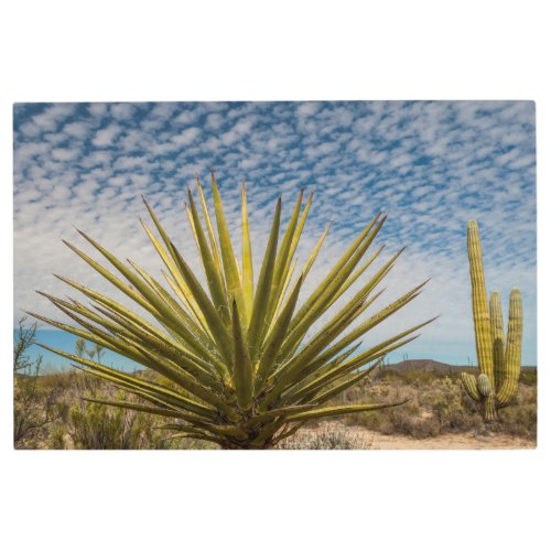 Yucca In The Desert Mexico Metal Print