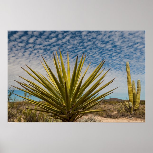 Yucca In The Desert, Mexico Poster (Front)