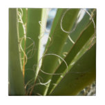 Yucca Leaves Green Nature Photography Ceramic Tile