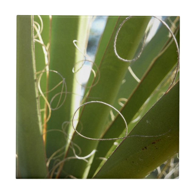 Yucca Leaves Green Nature Photography Ceramic Tile (Front)