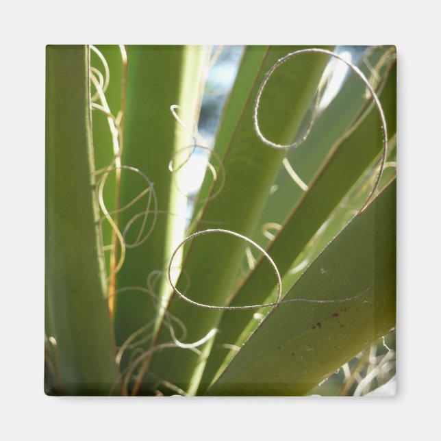 Yucca Leaves Green Nature Photography Magnet (Front)