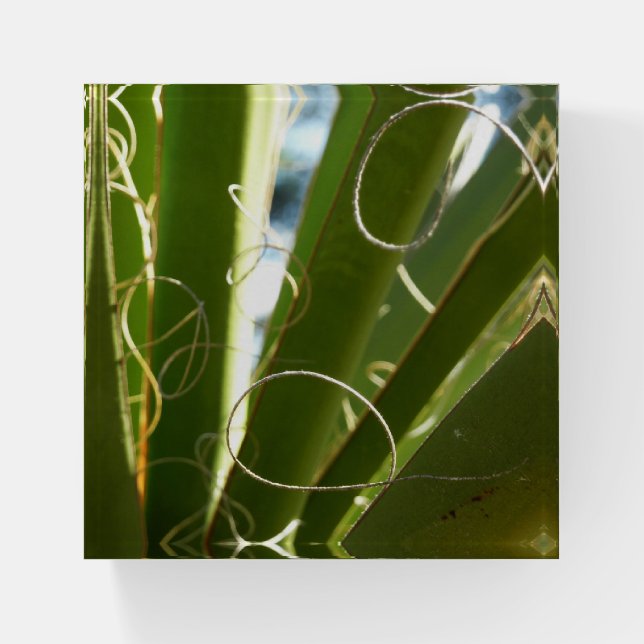 Yucca Leaves Green Nature Photography Paperweight (Front)