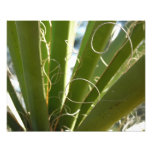 Yucca Leaves Green Nature Photography Photo Print