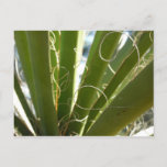 Yucca Leaves Green Nature Photography Postcard