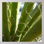 Yucca Leaves Green Nature Photography Poster