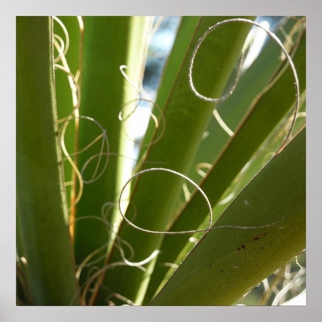 Yucca Leaves Green Nature Photography Poster (Front)