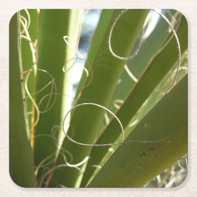 Yucca Leaves Green Nature Photography Square Paper Coaster (Front)