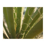Yucca Leaves Green Nature Photography Wood Wall Art