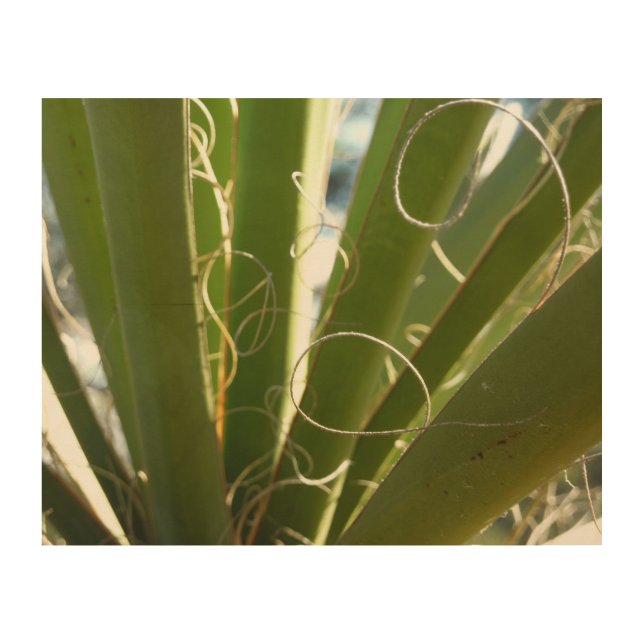Yucca Leaves Green Nature Photography Wood Wall Art (Front)