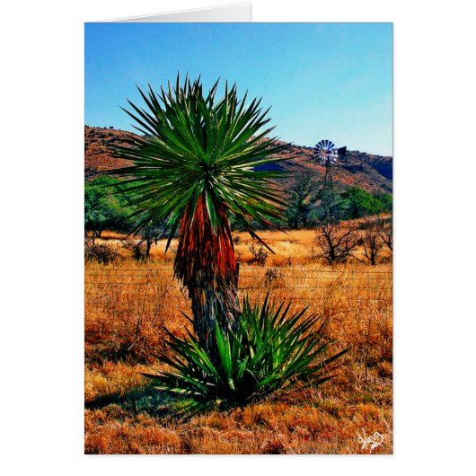 Yucca Meets Windmill Cards (Front)